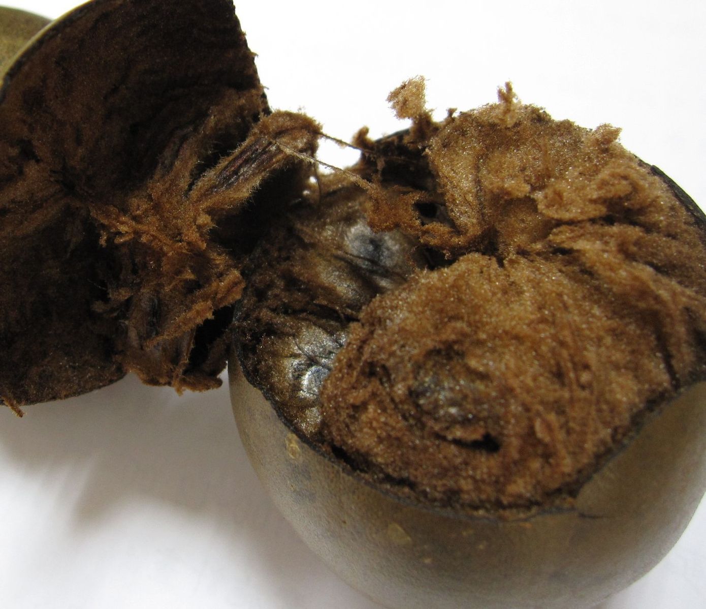 1390px-Dried_Siraitia_grosvenorii_(luohanguo)_fruit_(opened)